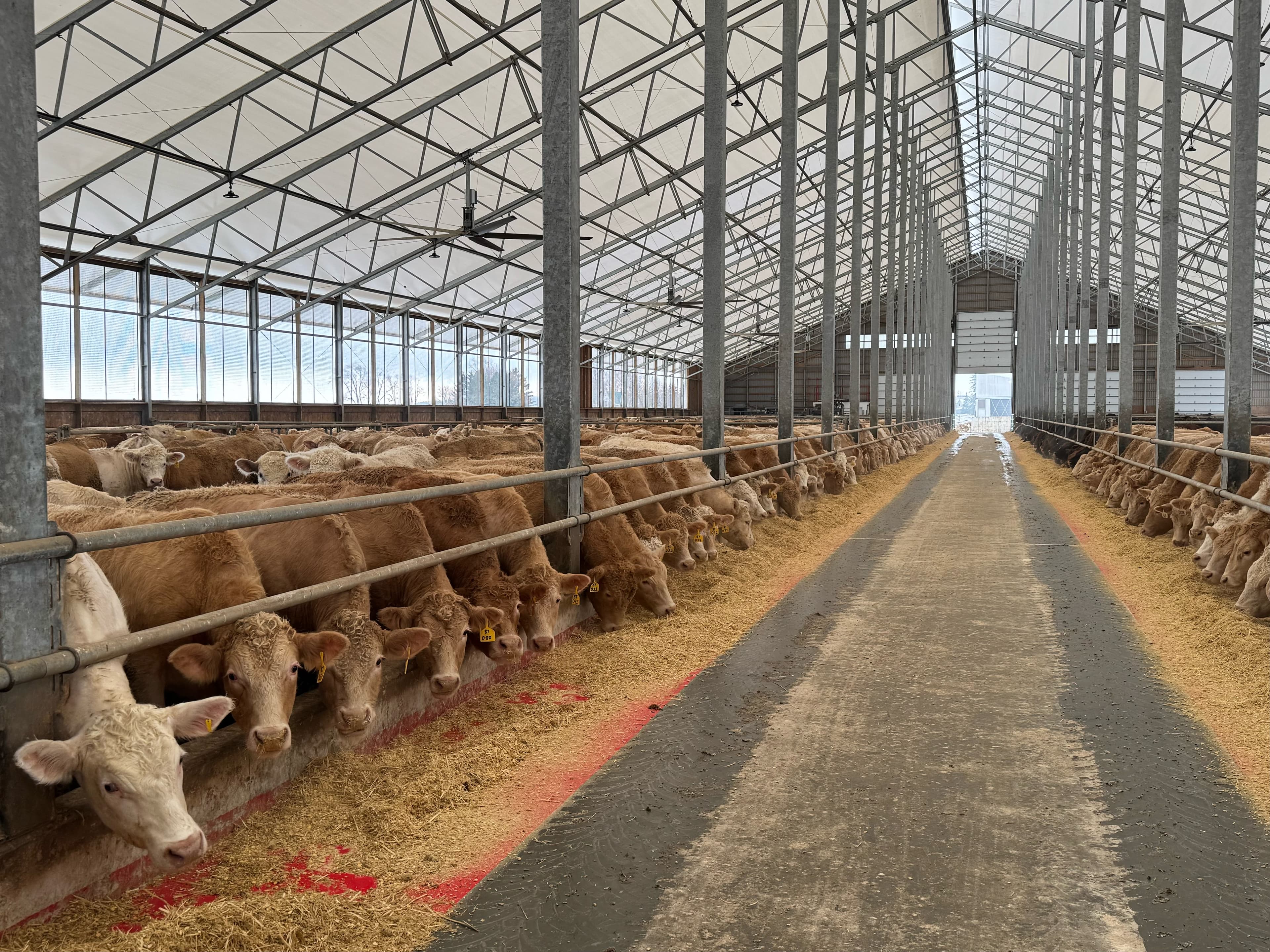 Cattle herd management in action