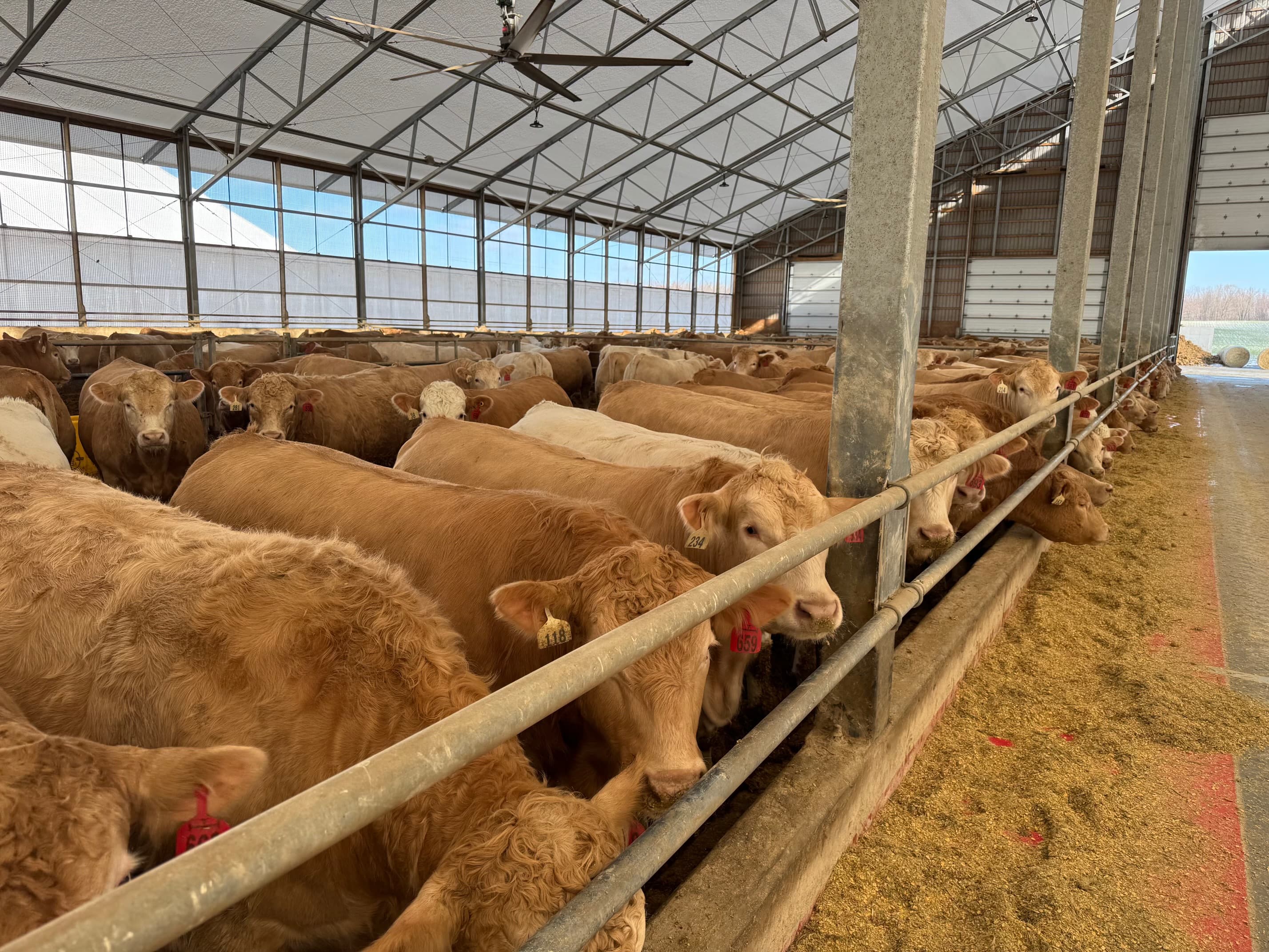 Modern cattle farming technology